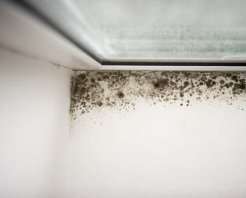 Mold Testing